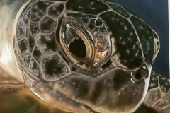 Zee schildpad pastel krijt 30 x 40 cm  opdracht