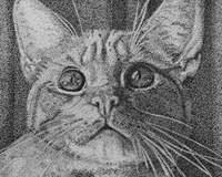kat-pointalisme 34 x 28 cm   opdracht